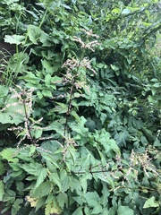 Urtica dioica