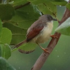Prinia erythroptera