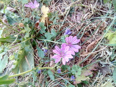 Malva sylvestris