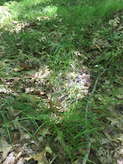 Carex pensylvanica