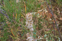 Phlomoides speciosa