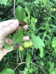 Malus baccata