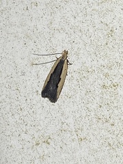 Dichomeris inserrata
