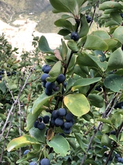 Berberis sphaerocarpa