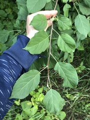 Malus baccata