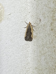 Dichomeris inserrata