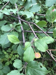Malus baccata