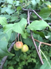 Malus baccata