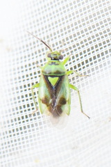 Orthops campestris