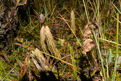 Phlegmariurus crassus