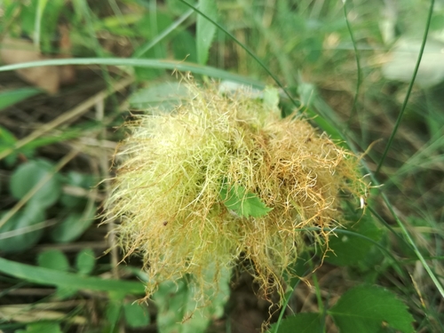 hrčiarka ružová (Diplolepis rosae)