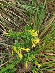 Lisianthius seemannii