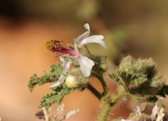 Anisodontea reflexa
