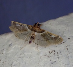 Apilocrocis pimalis
