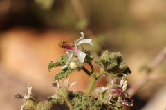 Anisodontea reflexa