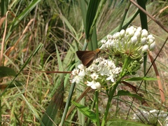 Asclepias texana