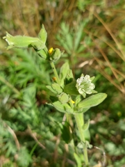 Silene spaldingii