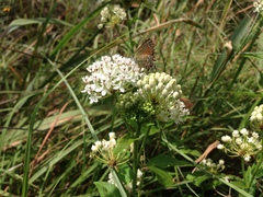 Asclepias texana