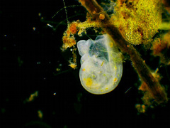 Bursaridium pseudobursaria