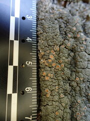 Fuscopannaria sorediata