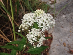 Asclepias texana