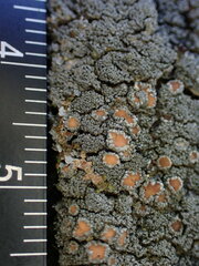 Fuscopannaria sorediata