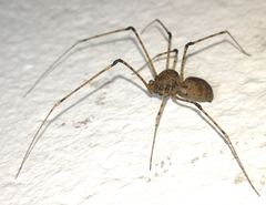 Scytodes longipes