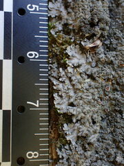 Fuscopannaria sorediata