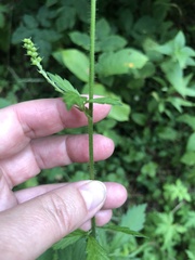 Agrimonia pilosa