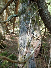 Fuscopannaria sorediata