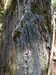 Fuscopannaria sorediata