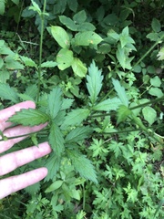 Agrimonia pilosa