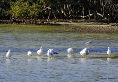 Chroicocephalus novaehollandiae