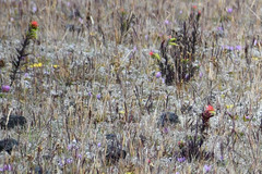 Castilleja fissifolia