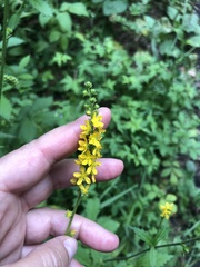 Agrimonia pilosa