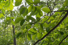 Amelanchier canadensis