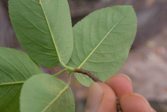 Amelanchier canadensis