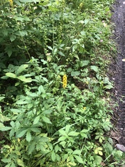 Agrimonia pilosa