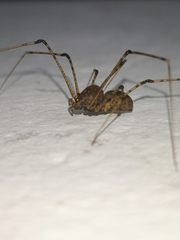 Scytodes longipes