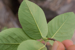 Amelanchier canadensis