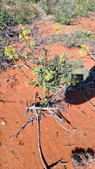 Lyperia tristis