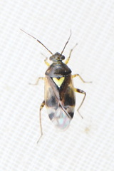 Orthops basalis