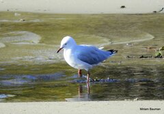 Chroicocephalus novaehollandiae