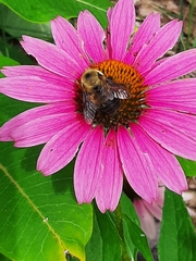 Bombus griseocollis