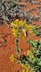 Lyperia tristis