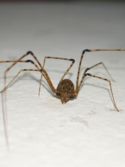 Scytodes longipes