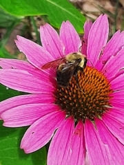 Bombus griseocollis