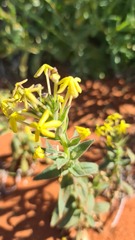 Lyperia tristis
