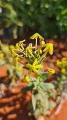 Lyperia tristis