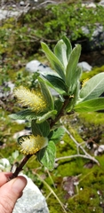 Salix commutata